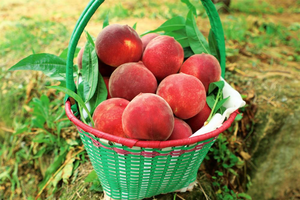 “min”甜爆汁！西瓜、蓝莓、桃子......彭州今夏水果新鲜开摘喽