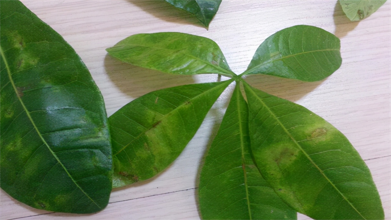 发财树叶子生病虫害打什么药,发财树有病虫害怎么处理