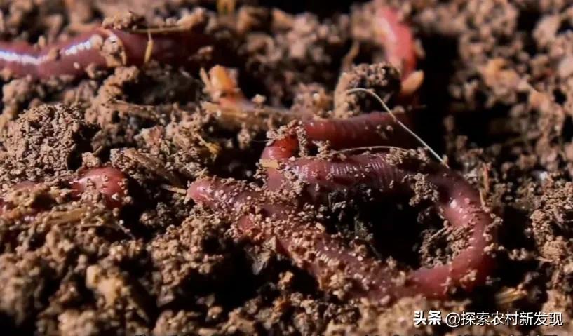 小型养殖蚯蚓一年能赚多少钱,一个大棚养殖蚯蚓收益有多少