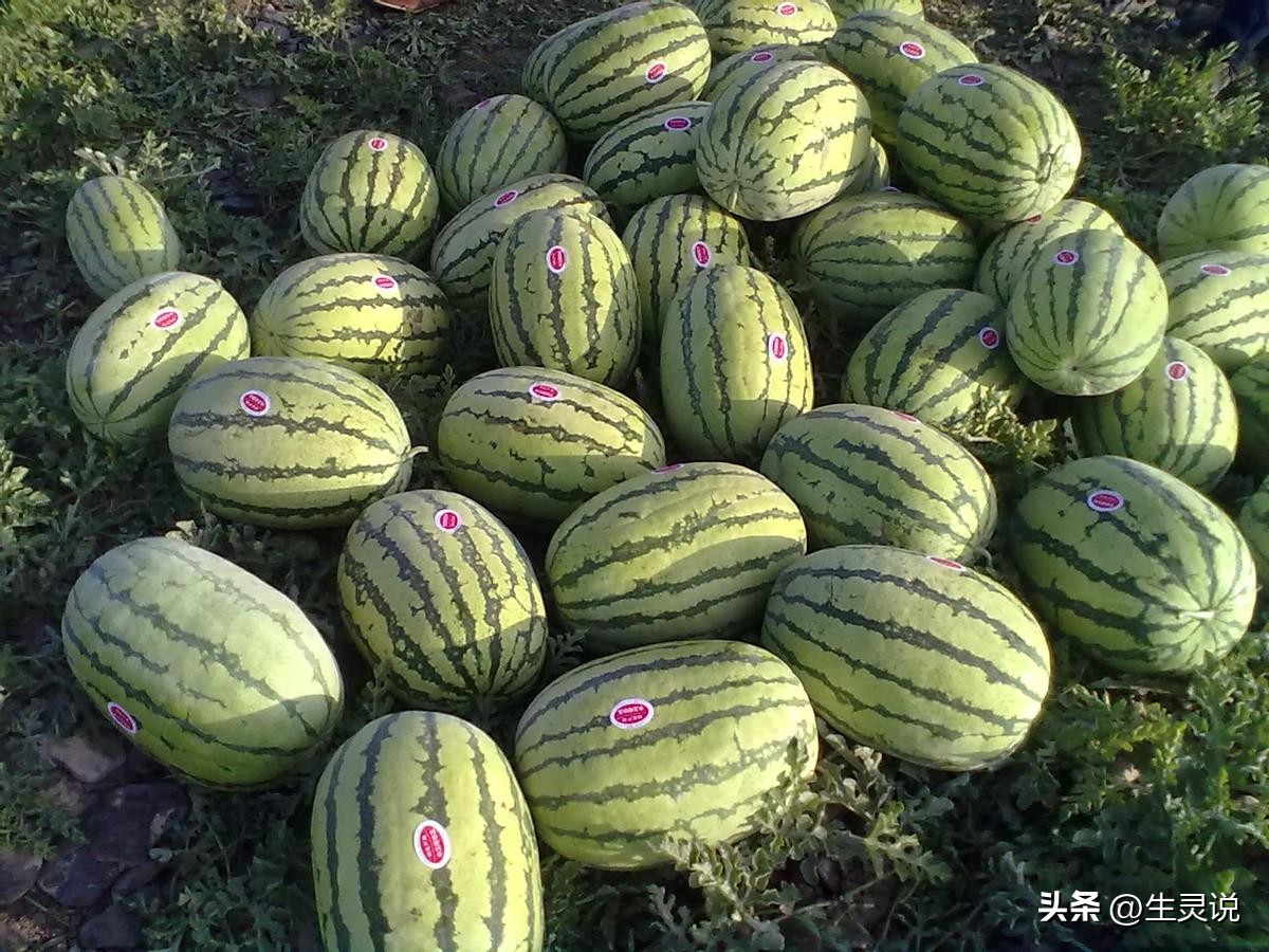 戈壁西瓜现状如何,戈壁西瓜种植技术