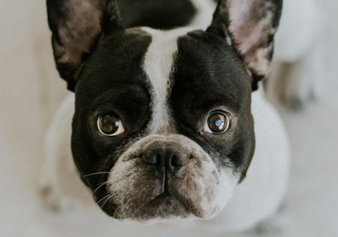 法斗犬洗澡时用沐浴露,给法斗洗澡用肥皂