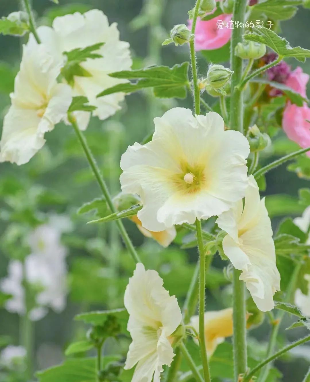 一年四季家庭种花播种时间表,南方一年四季蔬菜播种时间表