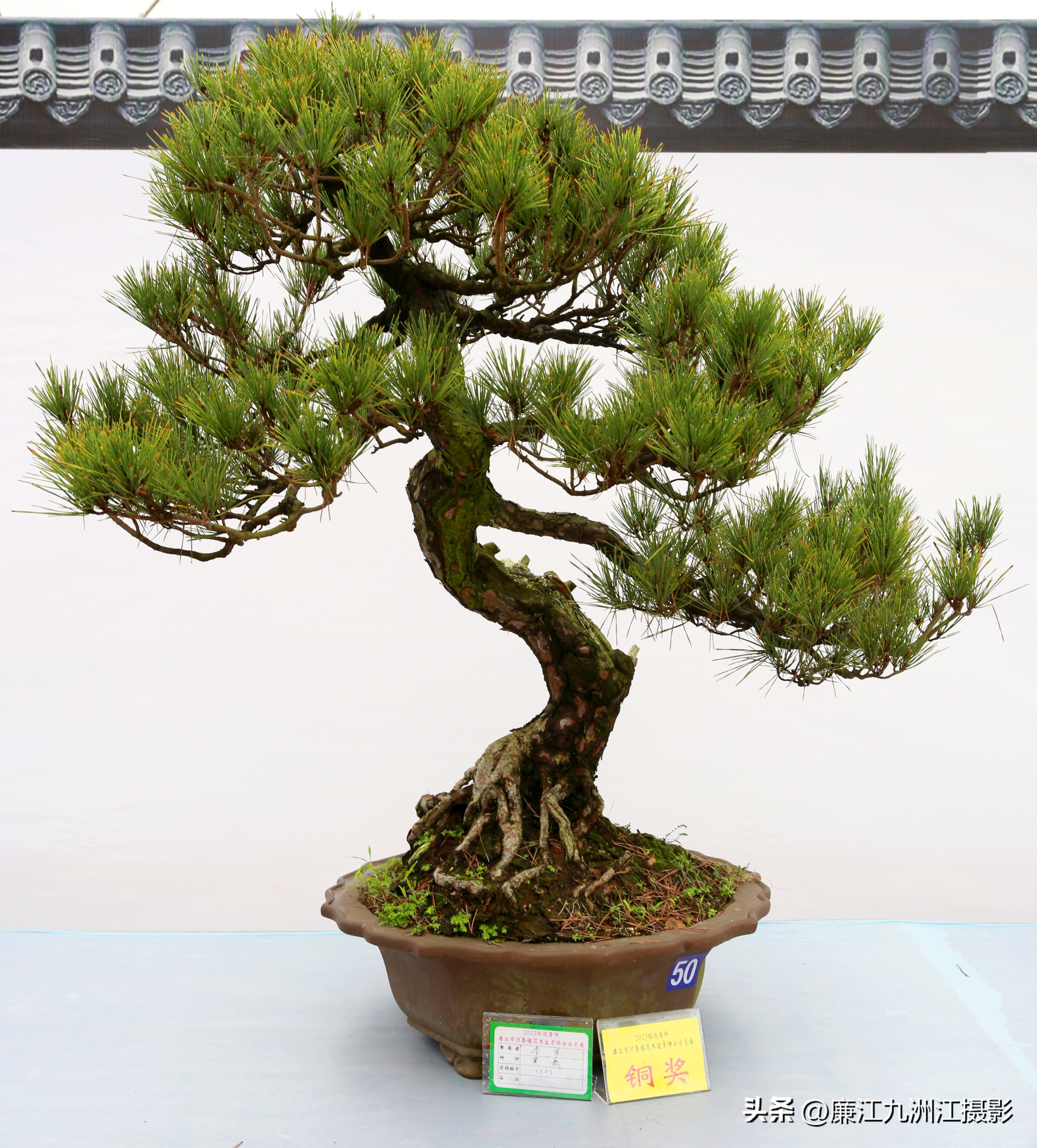 最高端的盆景展,一场惊艳的盆景展