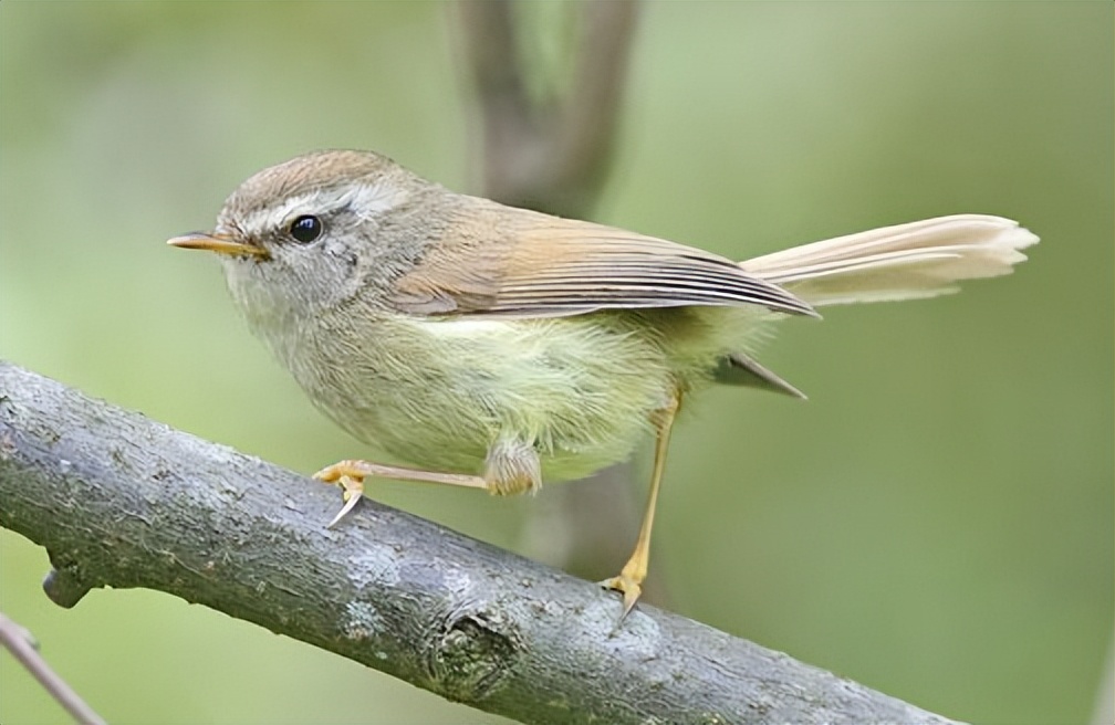 鸟儿大全高清图,高清珍稀鸟动态图片大全