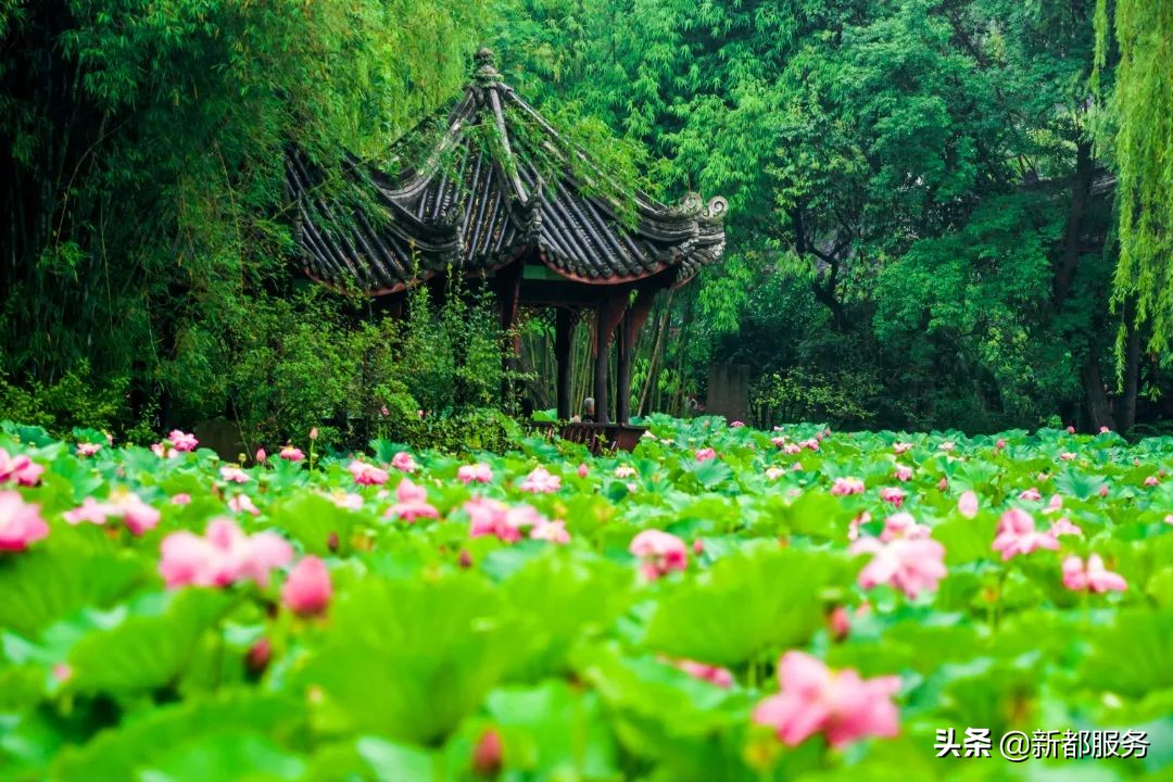 新都发展最好的地方,新都什么路练车比较合适