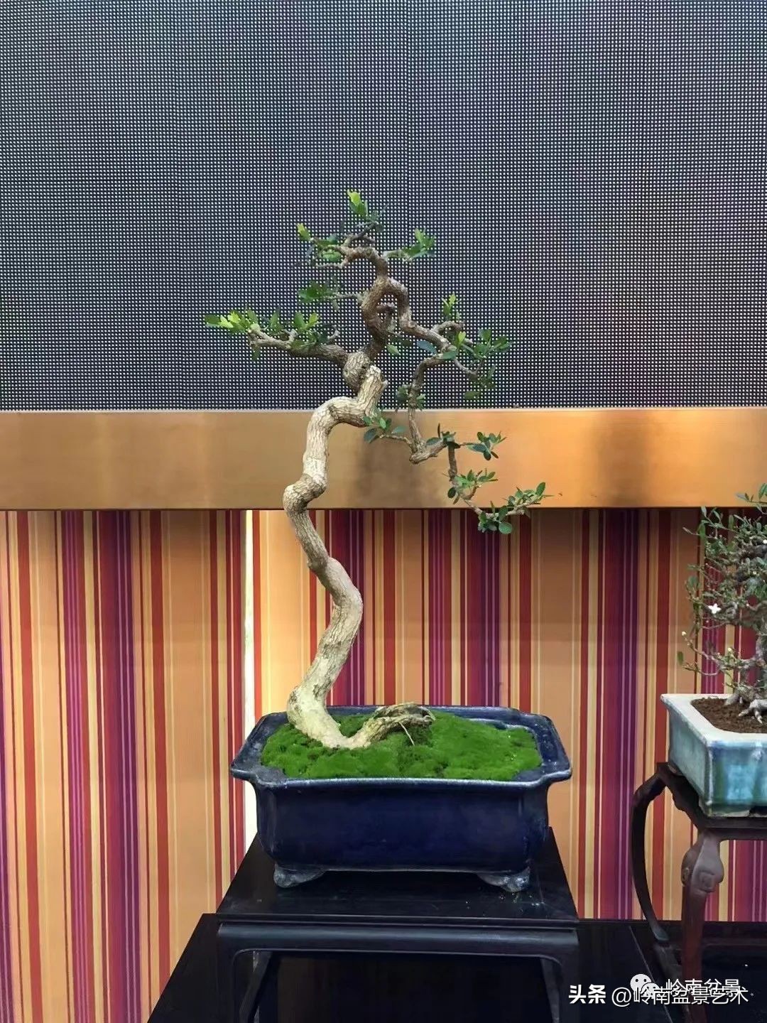 “不忘初心，开拓进取”——中山盆景协会第八届会员活动圆满成功