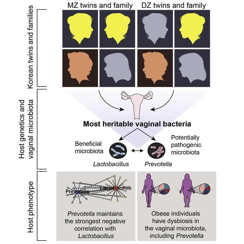 普雷沃氏菌是厌氧菌吗,肠道菌种有哪些