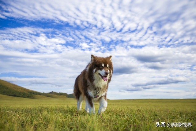 养什么动物旺财,旺财看家门指什么动物