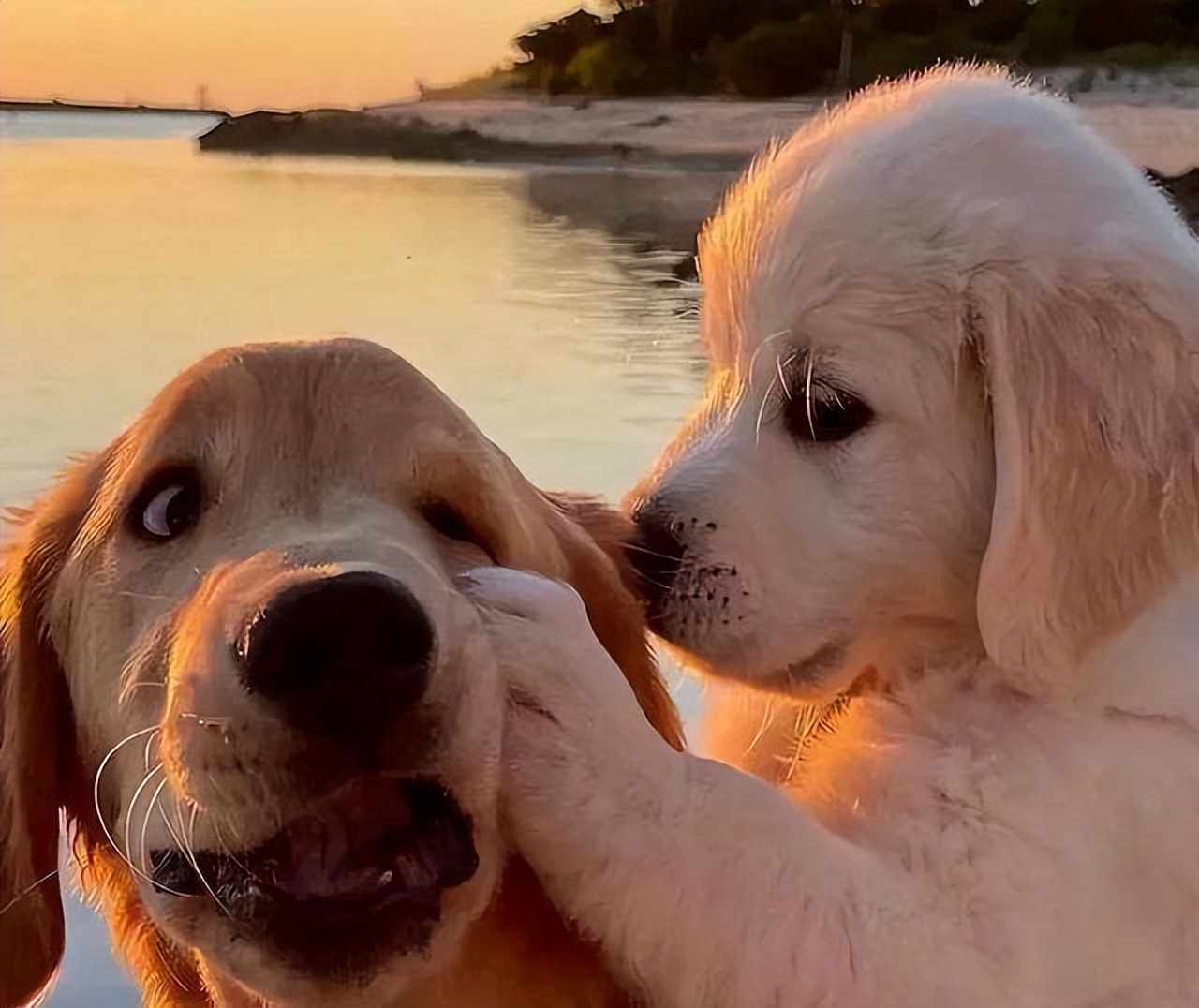 养狗店铺推荐,养狗人必逛的七家养狗店铺