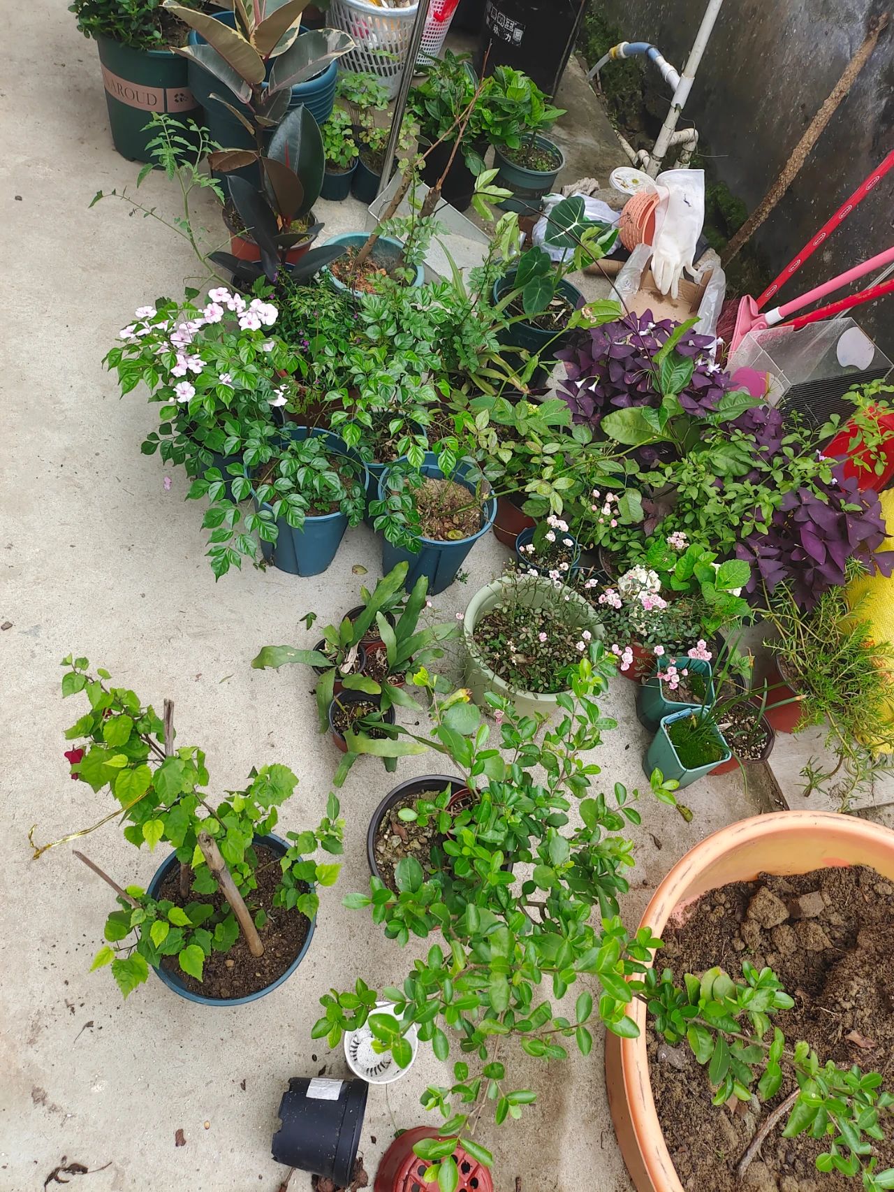 花卉植物冬季如何施肥,植物施肥的方法和注意事项