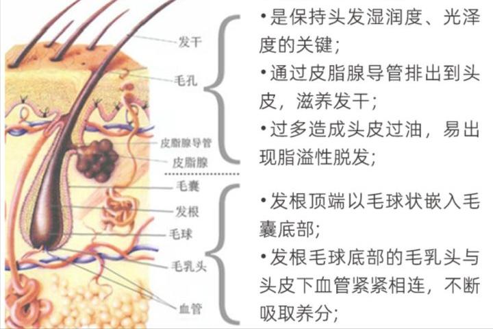 男子秃顶半月不用洗发水后长出头发网友：洗发水公司要破产了