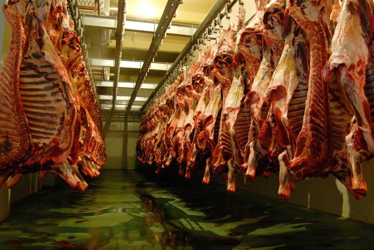 牛价跌破农民底线!为何牛肉价格仍40元/斤?中间差价被谁赚了?