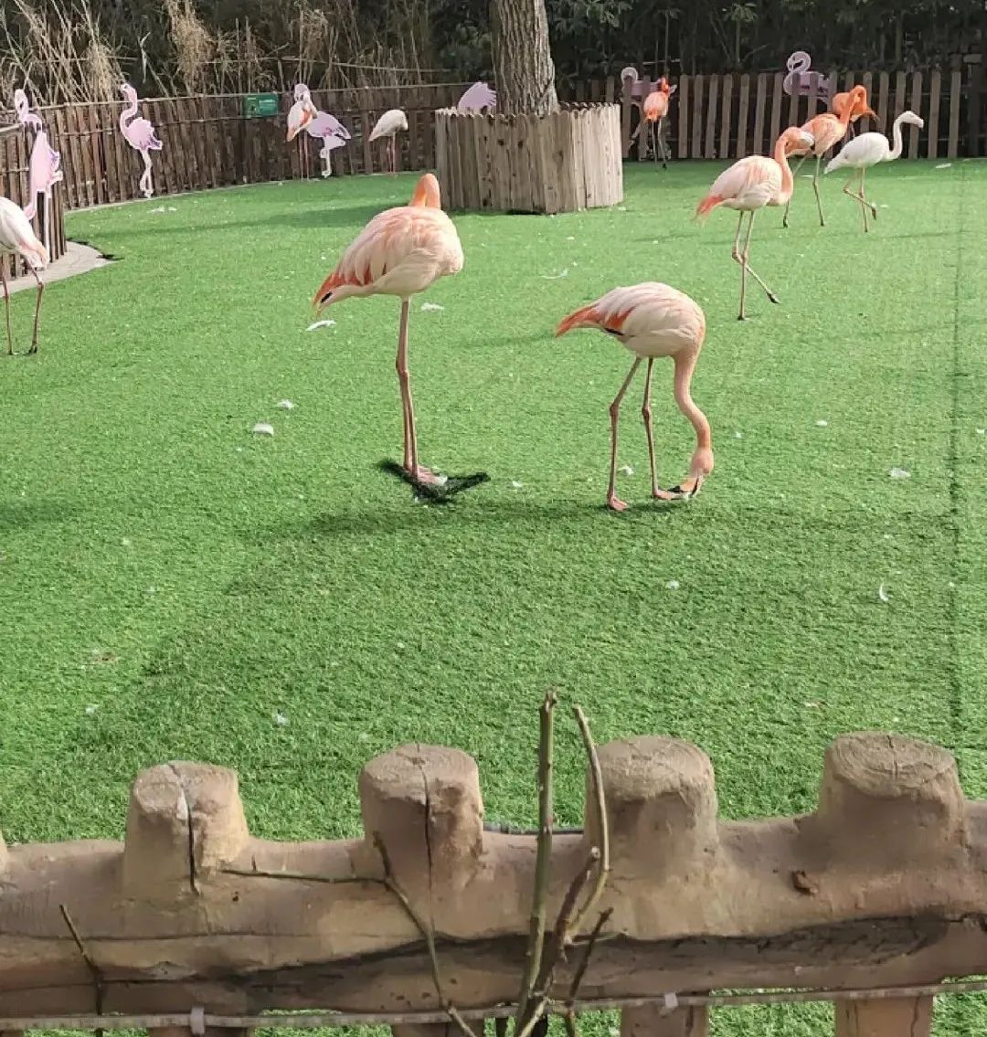 一月份去上海野生动物园和海洋馆,十一带大家去上海野生动物园玩