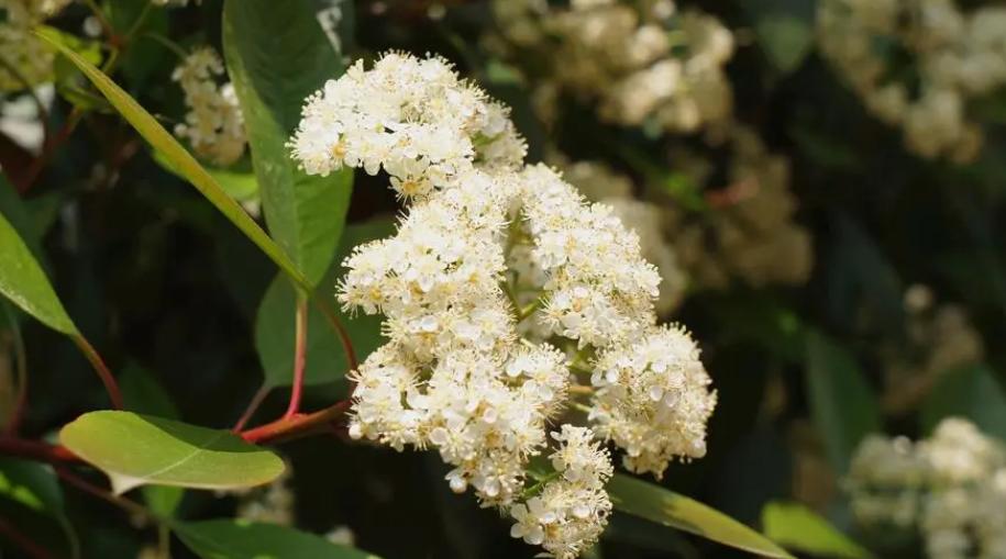 石楠冬日花开诗句,红叶石楠花诗句