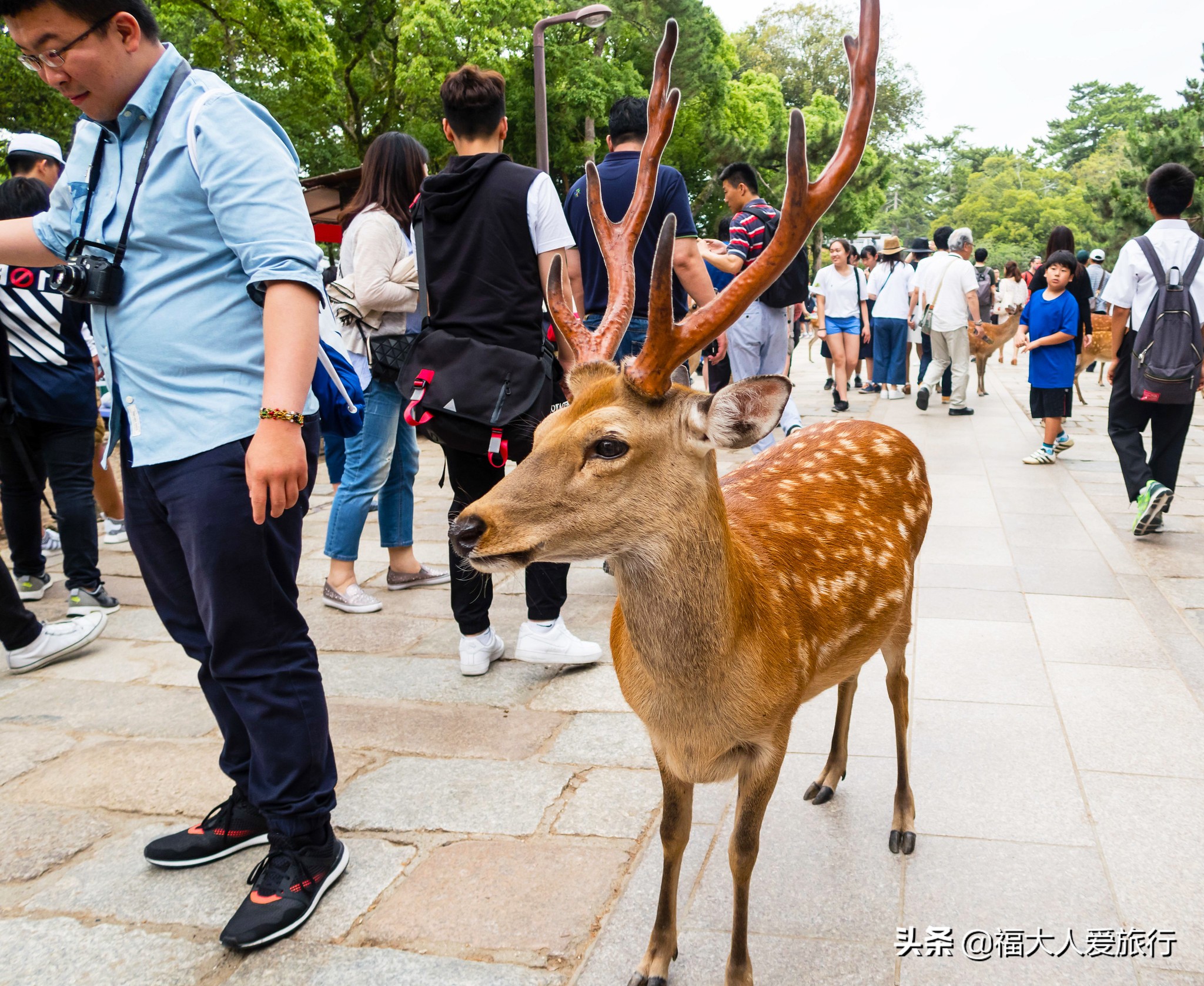 奈良看小鹿片段,奈良看小鹿和樱花
