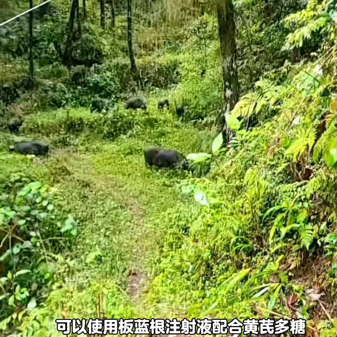 猪产后十五天反复发烧喘怎么办,猪反复发烧是什么原因引起的