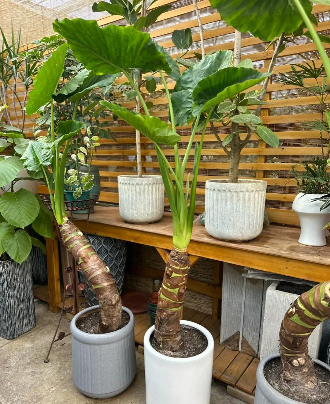 20种大毒花千万别养在家里太危险,新手这六种短命花一定要避开