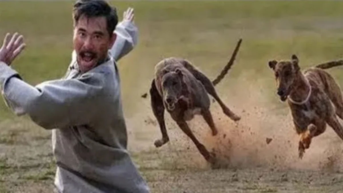 为什么狼和狗没有产生生殖隔离,狼和狗的区别有生殖隔离吗