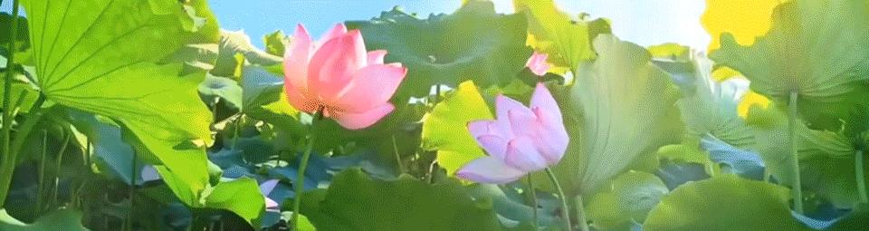 山楂树各阶段病虫害防治技术,山楂树病虫害如何防治