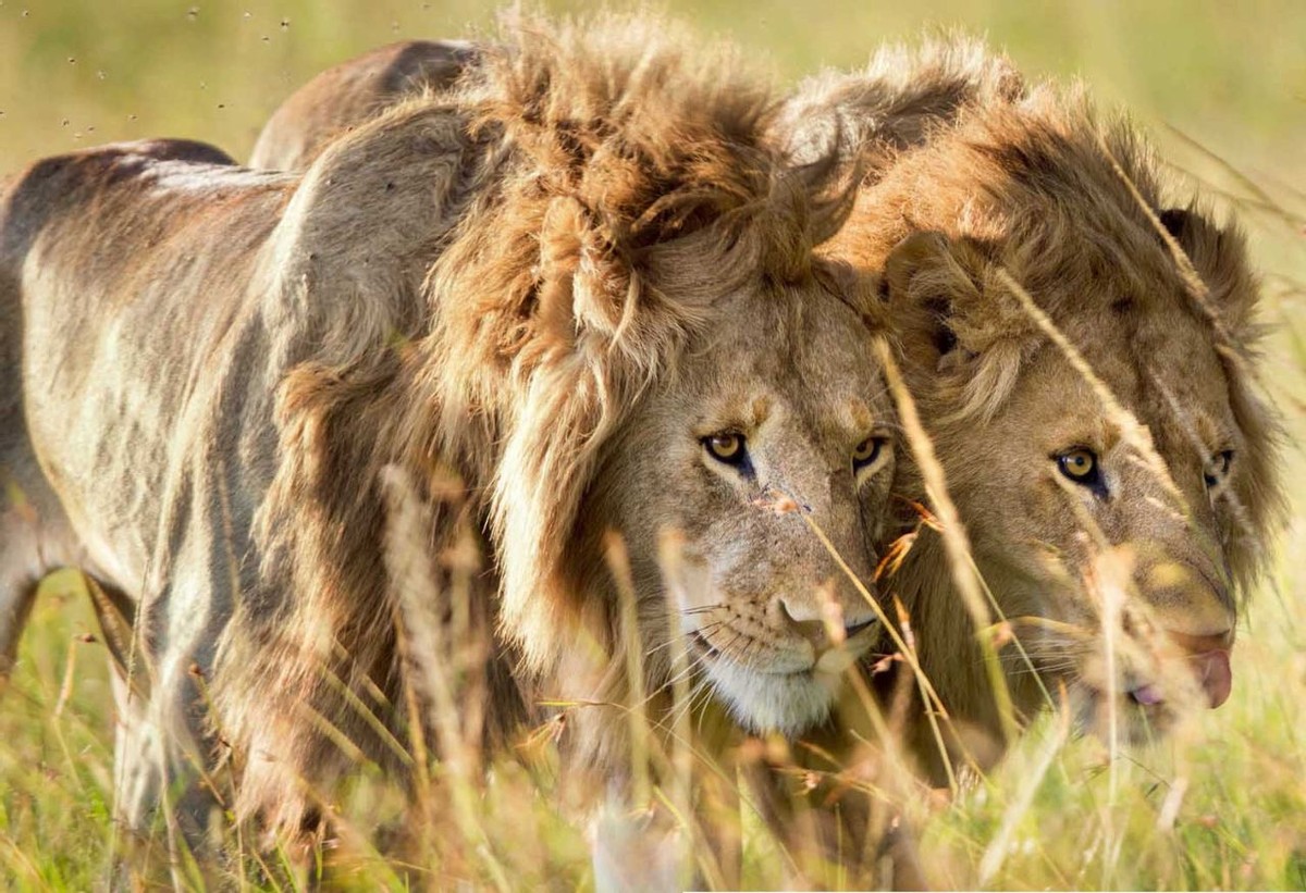 老虎和棕熊同等体重谁厉害,同等体型体重的老虎和狮子谁厉害