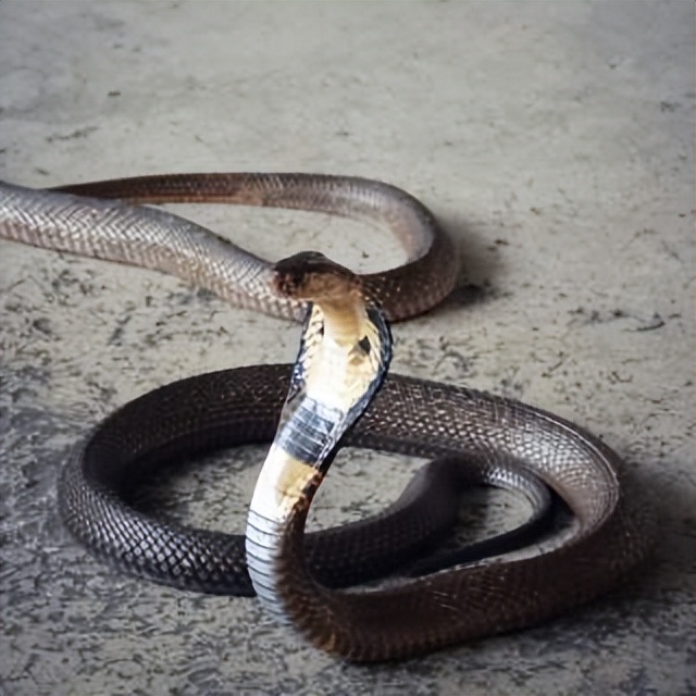 丛林探险美食大全,真正的丛林美食有哪些