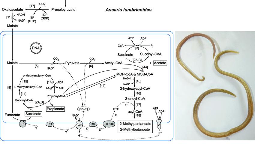 为什么90年代有蛔虫现在却没有了,以前为何有蛔虫