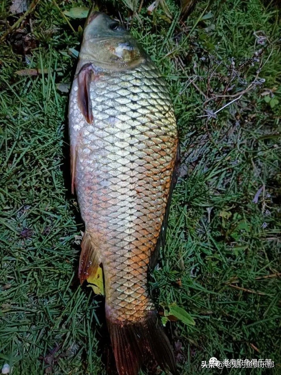 老鬼钓鲤鱼老三样实战视频,老鬼老三样钓什么鱼