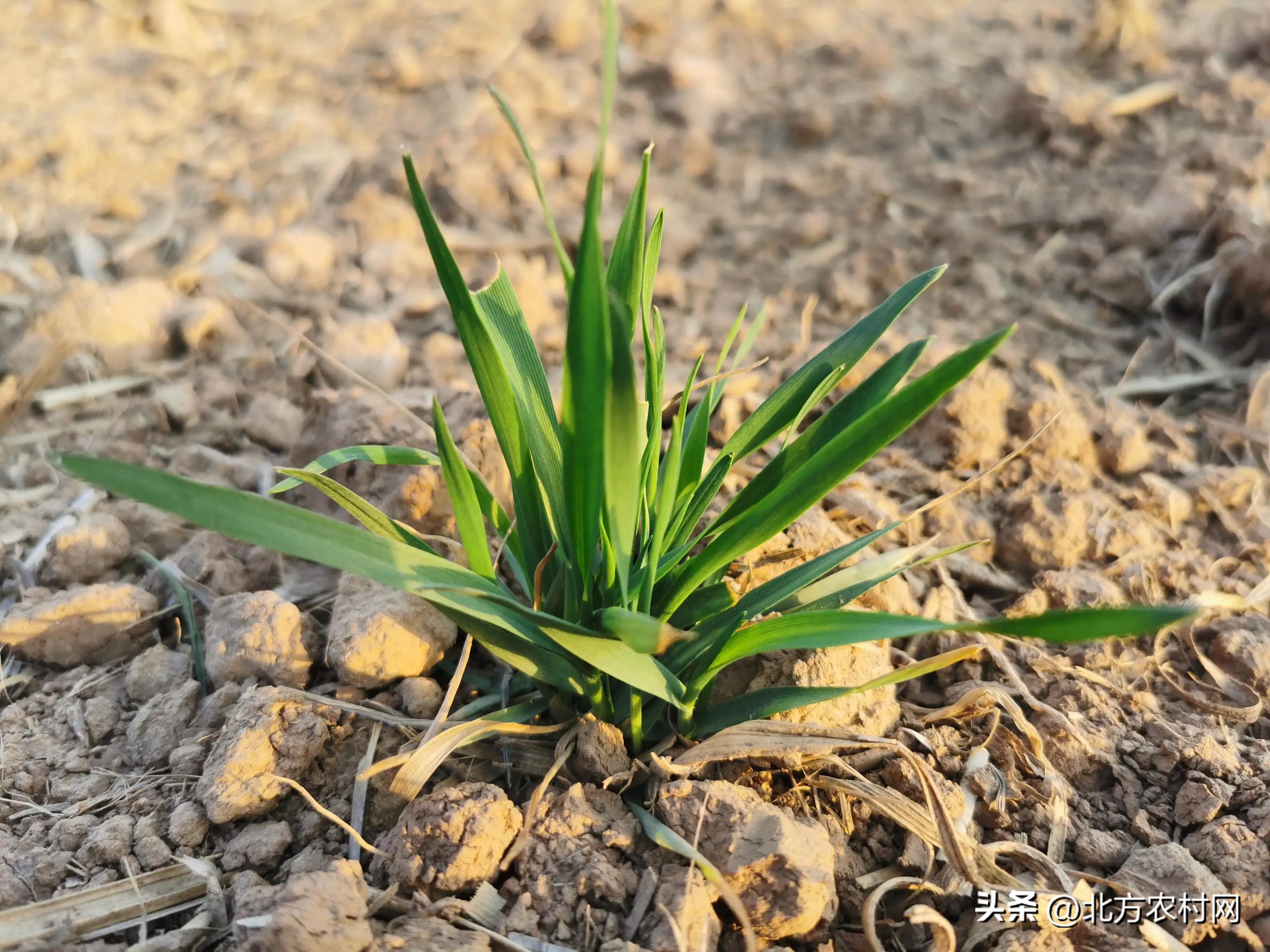 黄淮麦区新品种,黄淮小麦品种前十名