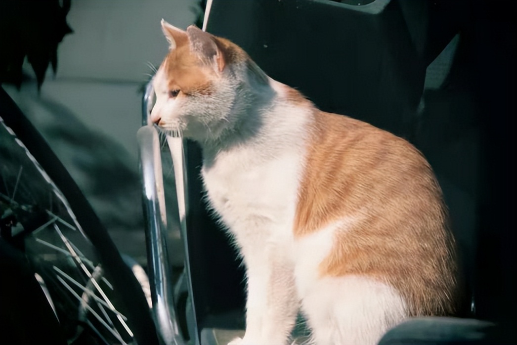 北中医猫,北中医校园