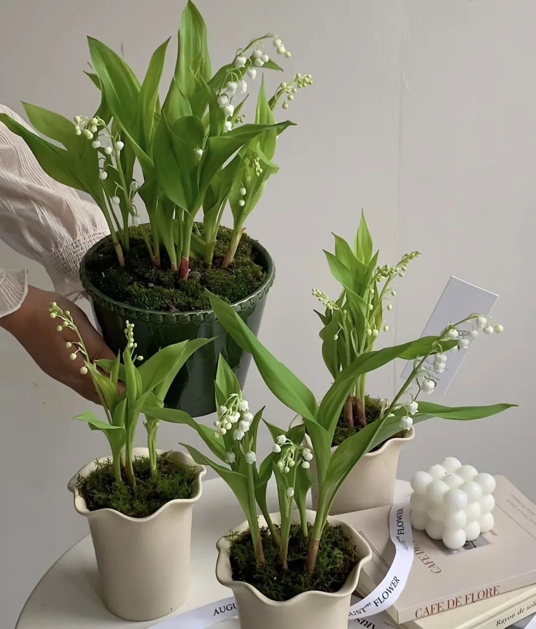 养花就养这几种高端大气上档次,养花养得又好又快的秘诀