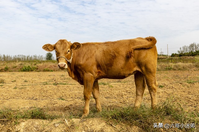 平时吃的牛肚是第几个胃,牛的四个胃的牛肚有区别