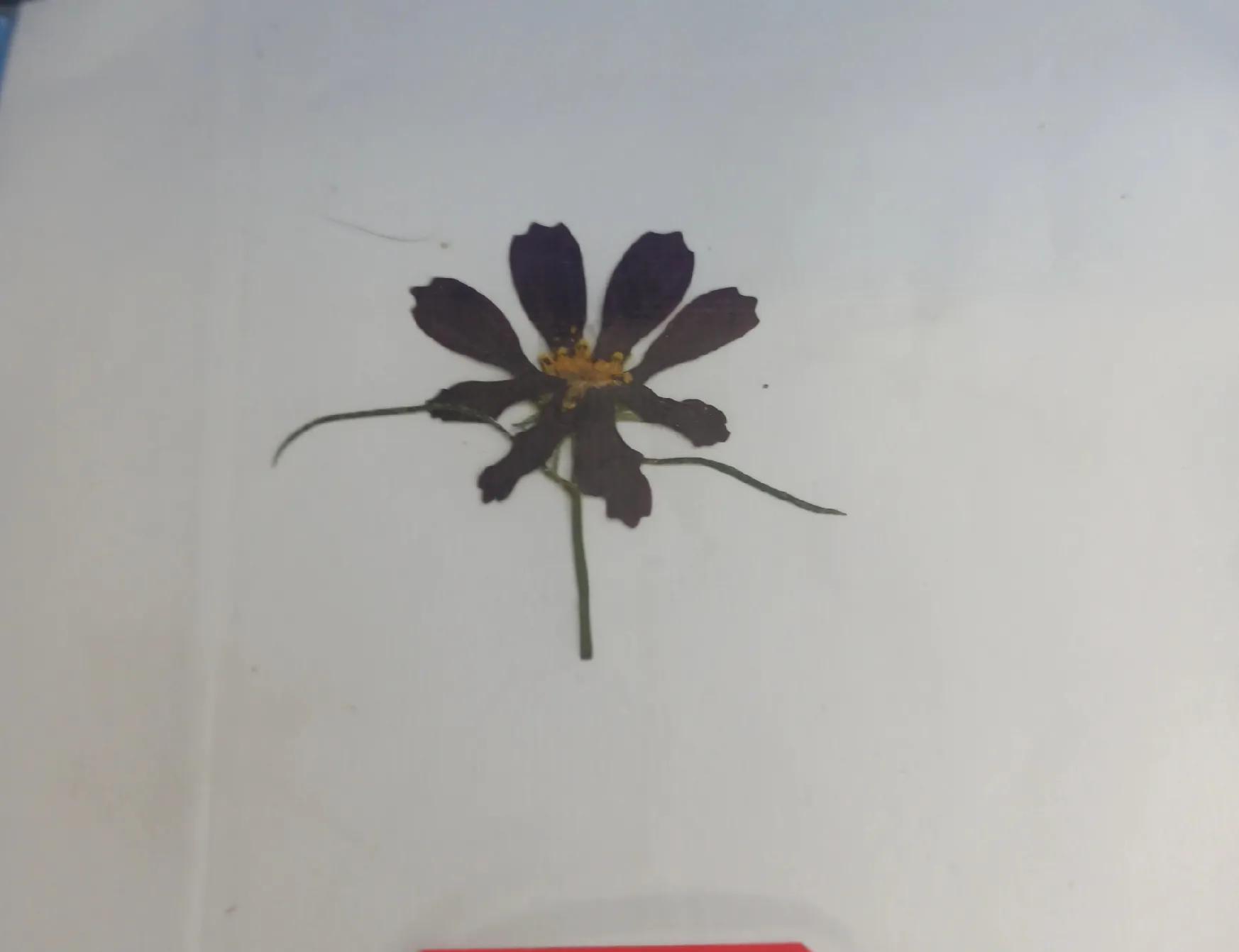 植物标本简单记录,常见却不普通的植物标本