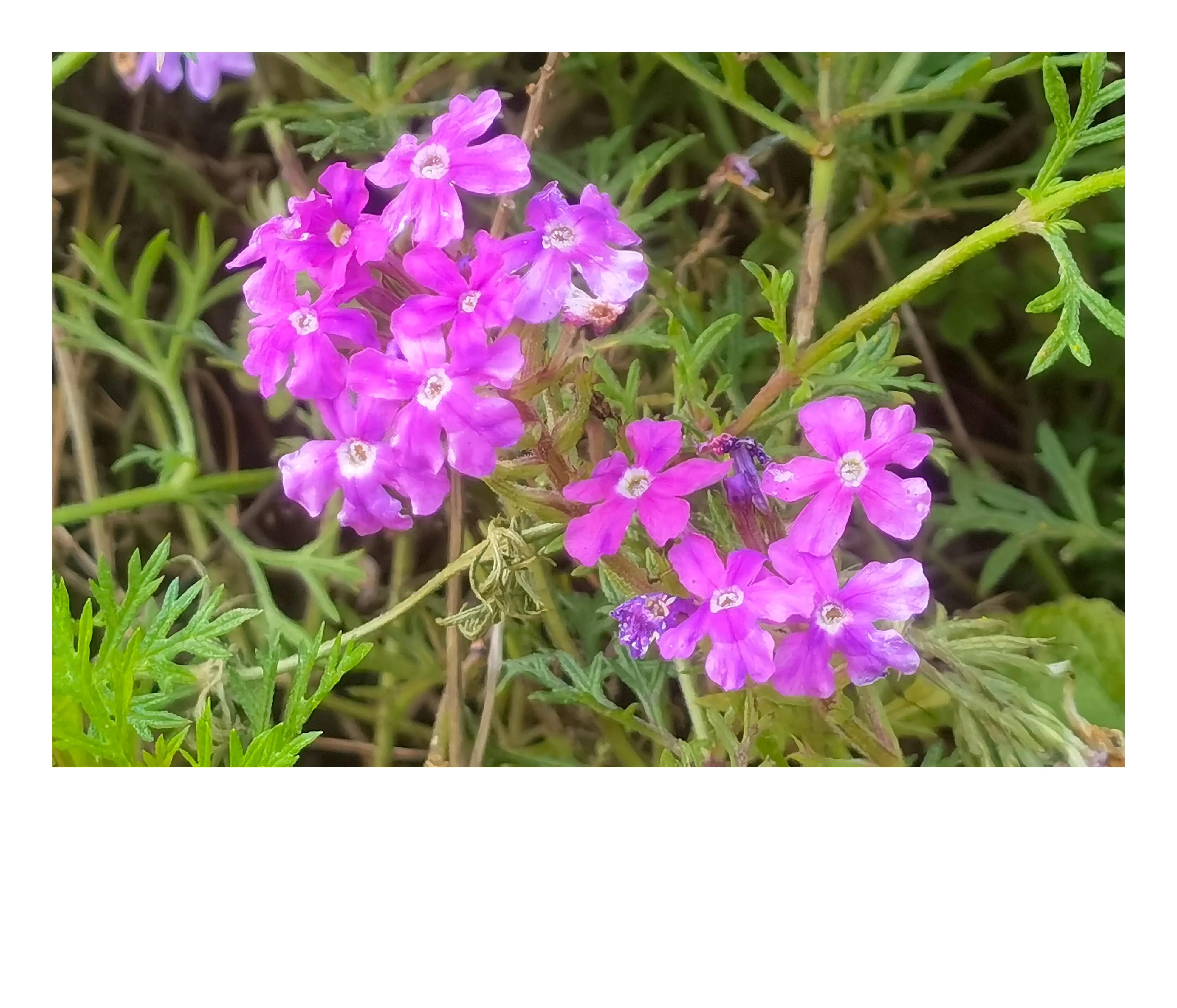 奥森公园里秋意图片,奥森公园的秋花也很漂亮