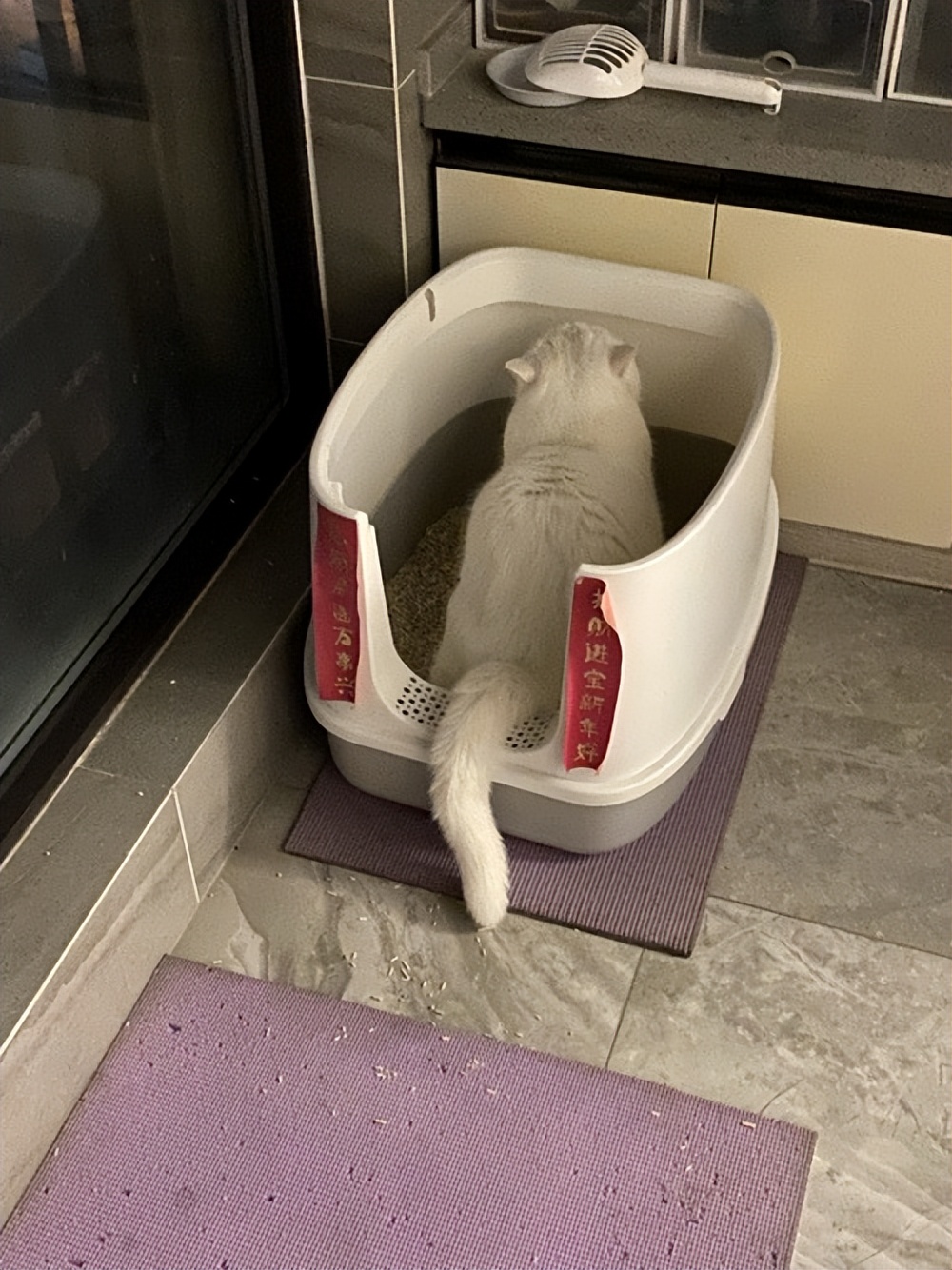 猫咪一直蹲着尿不出来怎么办,猫咪拉不出尿怎么办快速解决