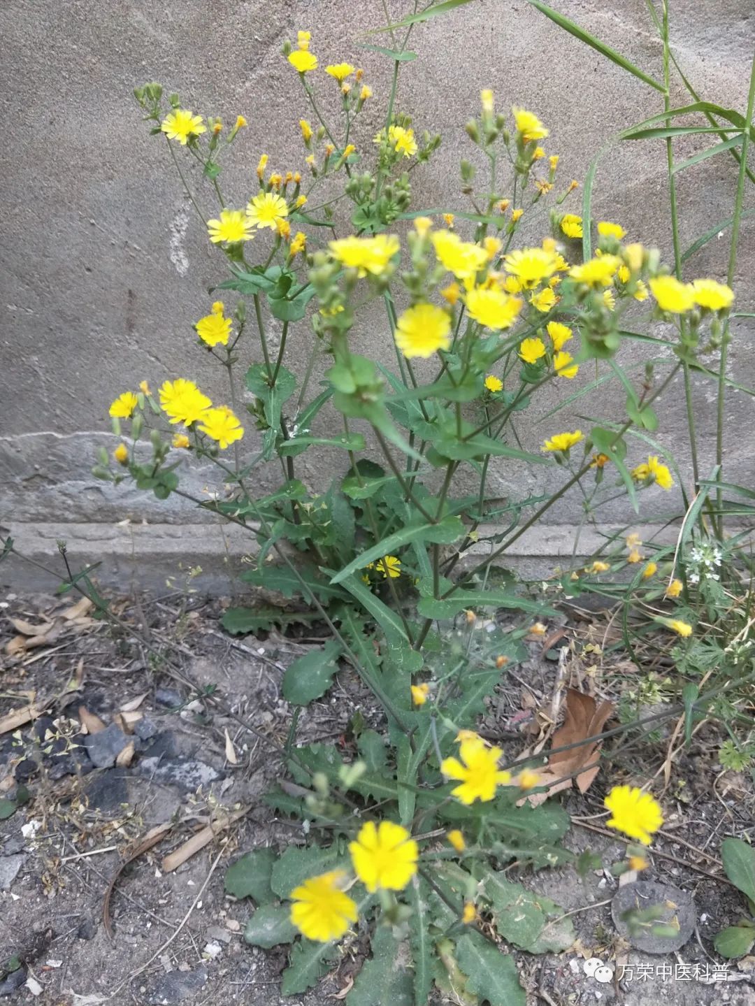 植物幼苗的发展过程详细,植物的幼苗在生长过程中