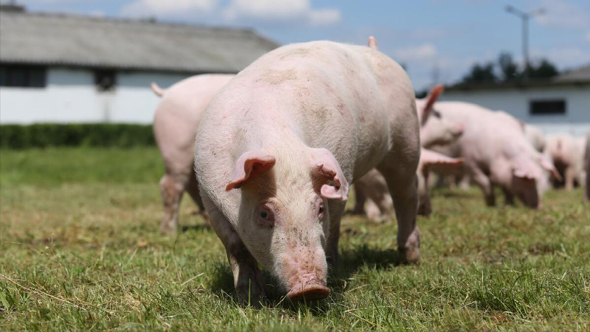 10头猪粪一年能挣多少钱,一亩猪粪有多少利润