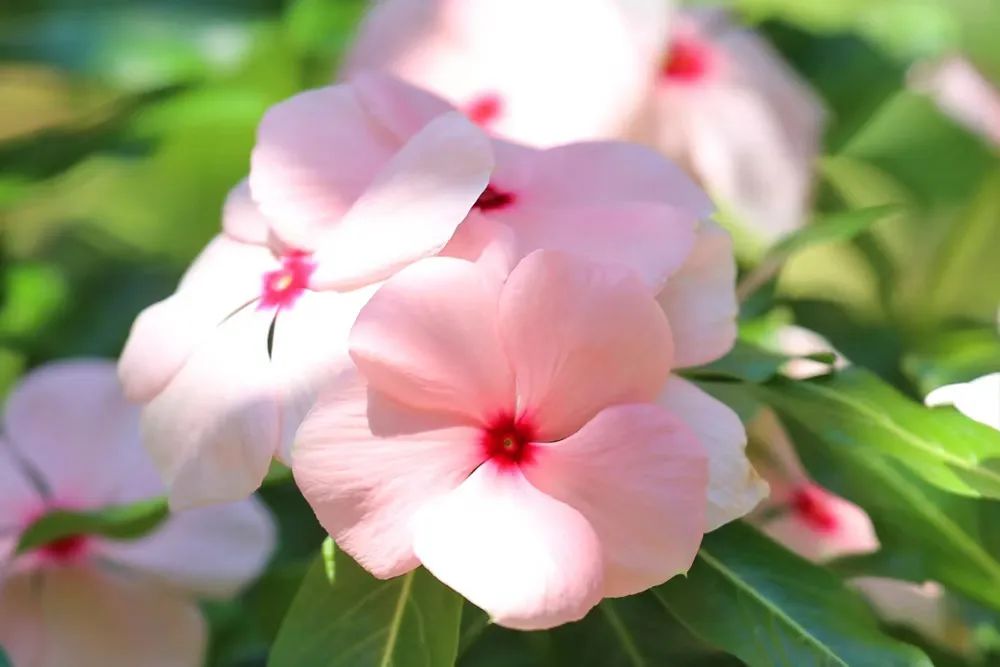 适合夏天养的7种花越晒开花越旺,夏天最能开的10种花越热越能开