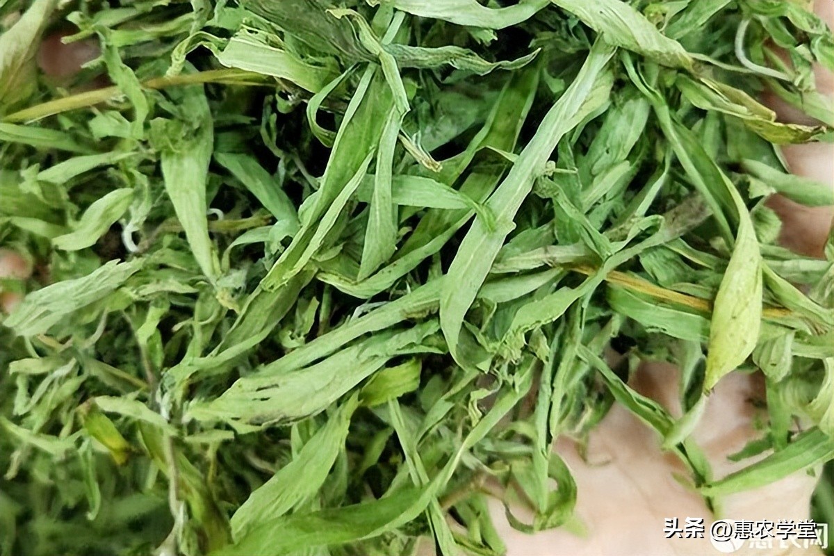 甜叶菊种植前景怎样,甜叶菊和甜叶菊的区别