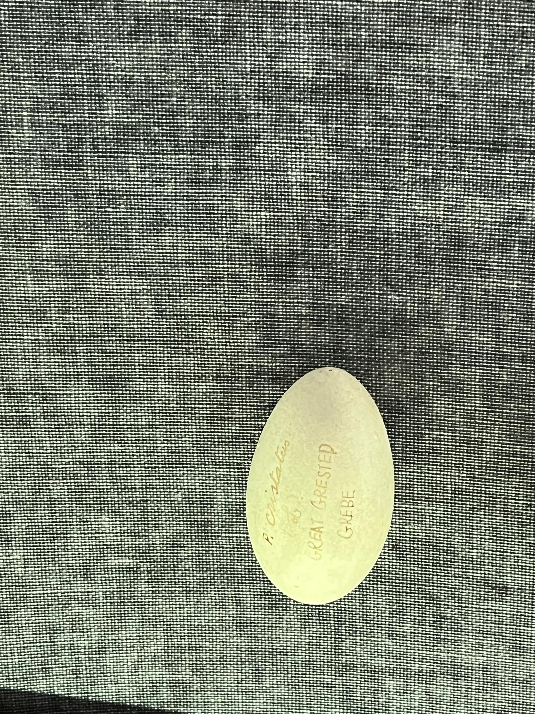 带娃上海一日游自然博物馆,上海博物馆四天三夜亲子游攻略