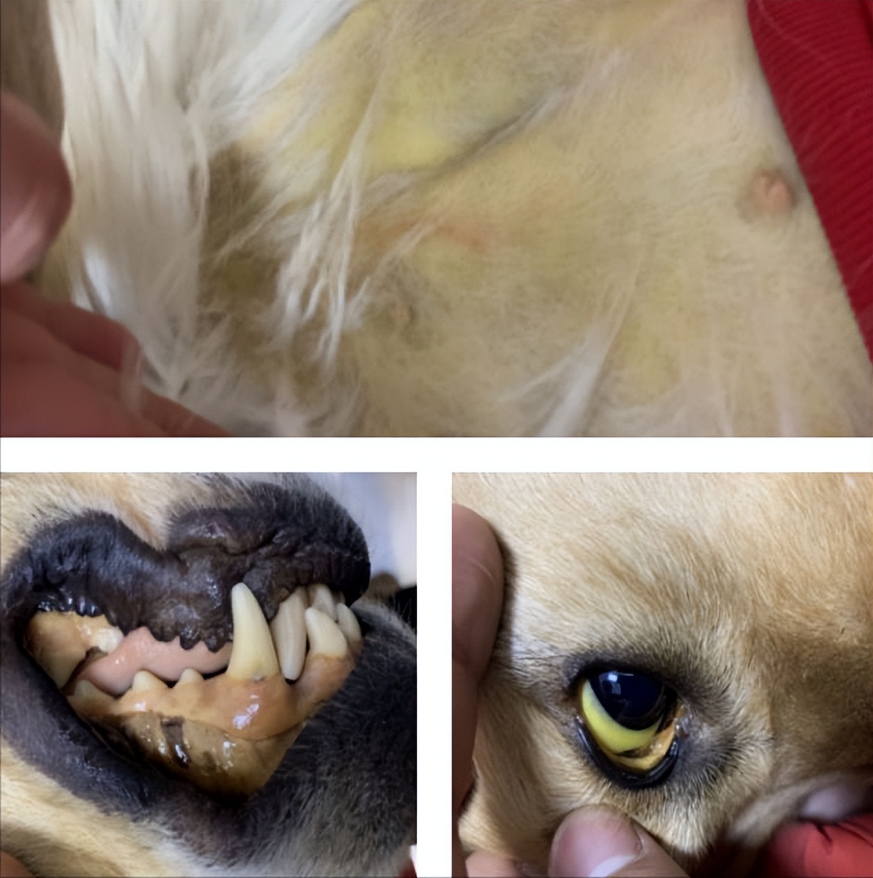 治黄疸的药茵栀黄,狗狗黄疸吃什么药退黄最快