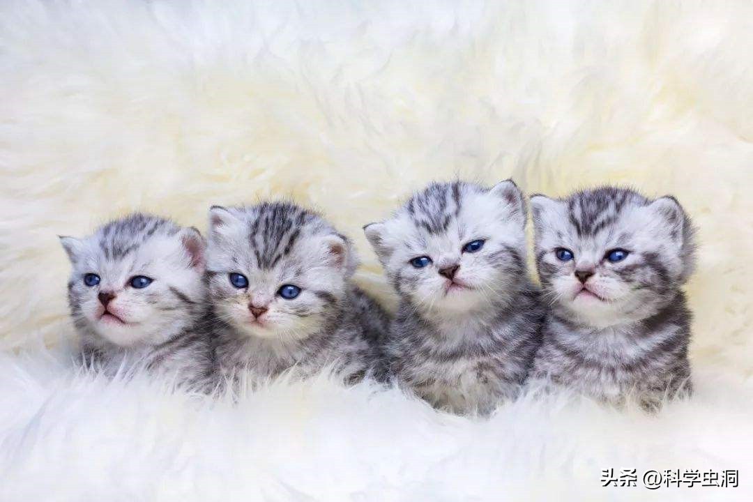 公猫和母猫哪个舌头倒刺多,公猫长大之后会伤母猫吗