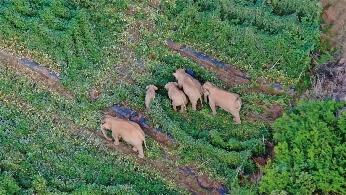 还记得那群“北上”的大象吗？其实有“镖师”送它们回家