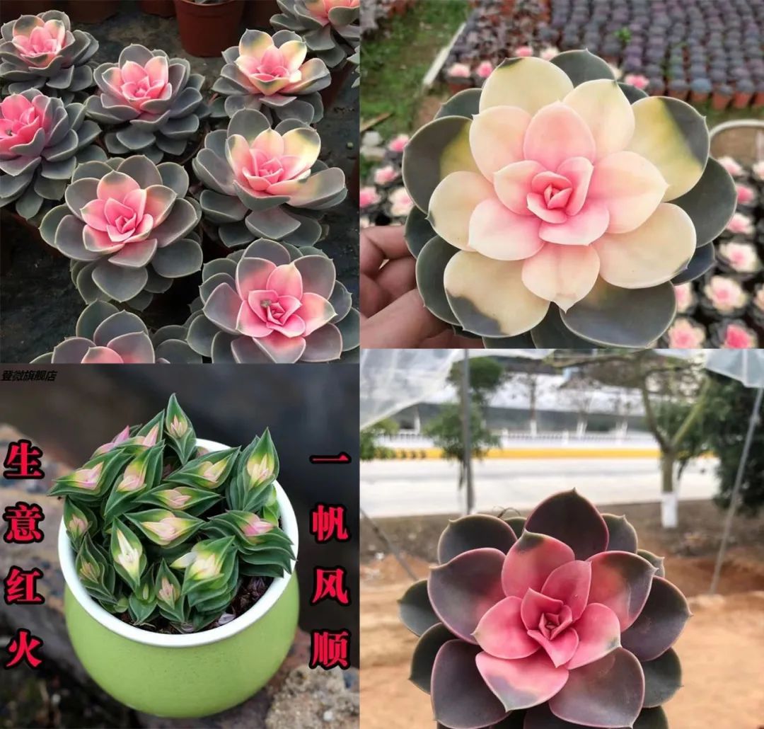 网上买花和实体店哪个好,网上买花和去花店买哪个便宜