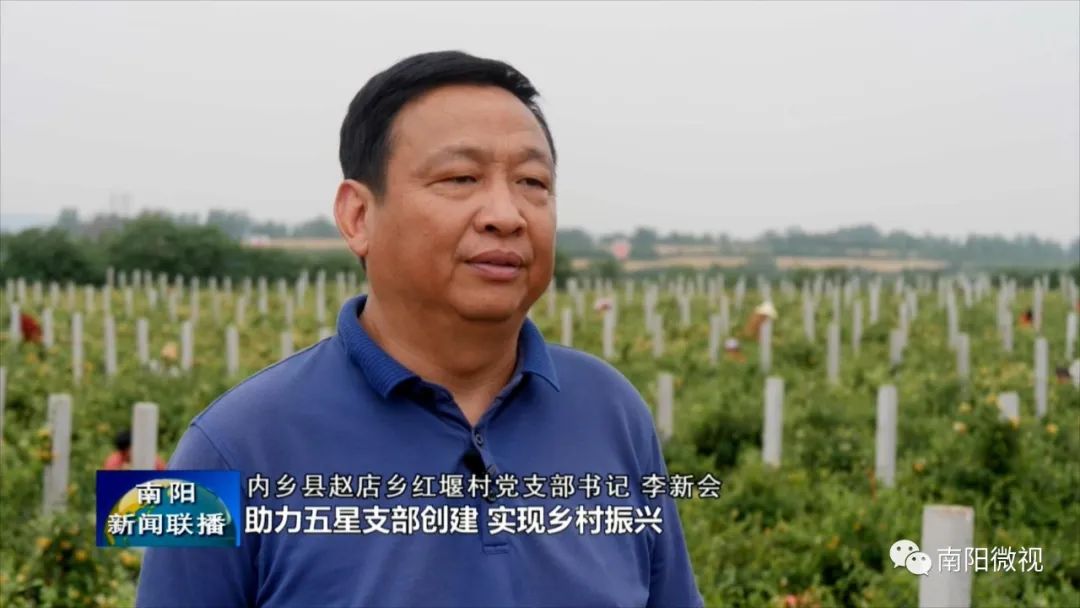 金银花成农民致富之花,金银花产业助力乡村振兴