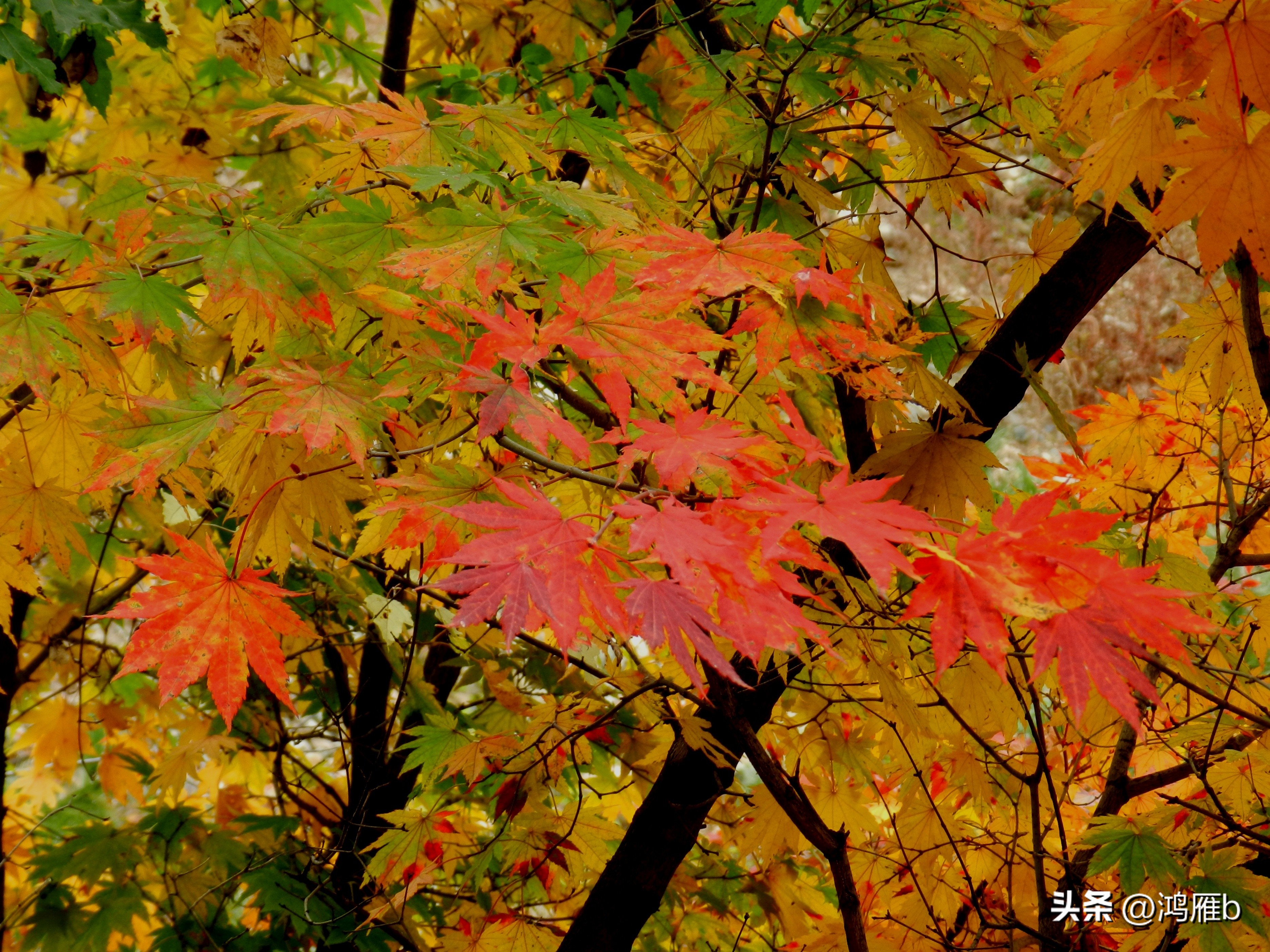 本溪温泉汤沟门票价格,本溪花溪沐枫雪温泉小镇