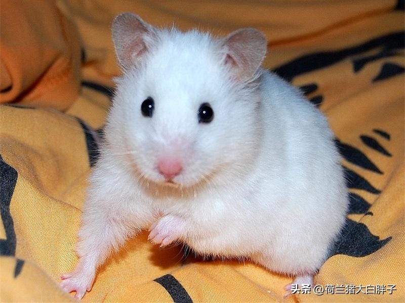 仓鼠怀孕有六大特征,小仓鼠怀孕的特征