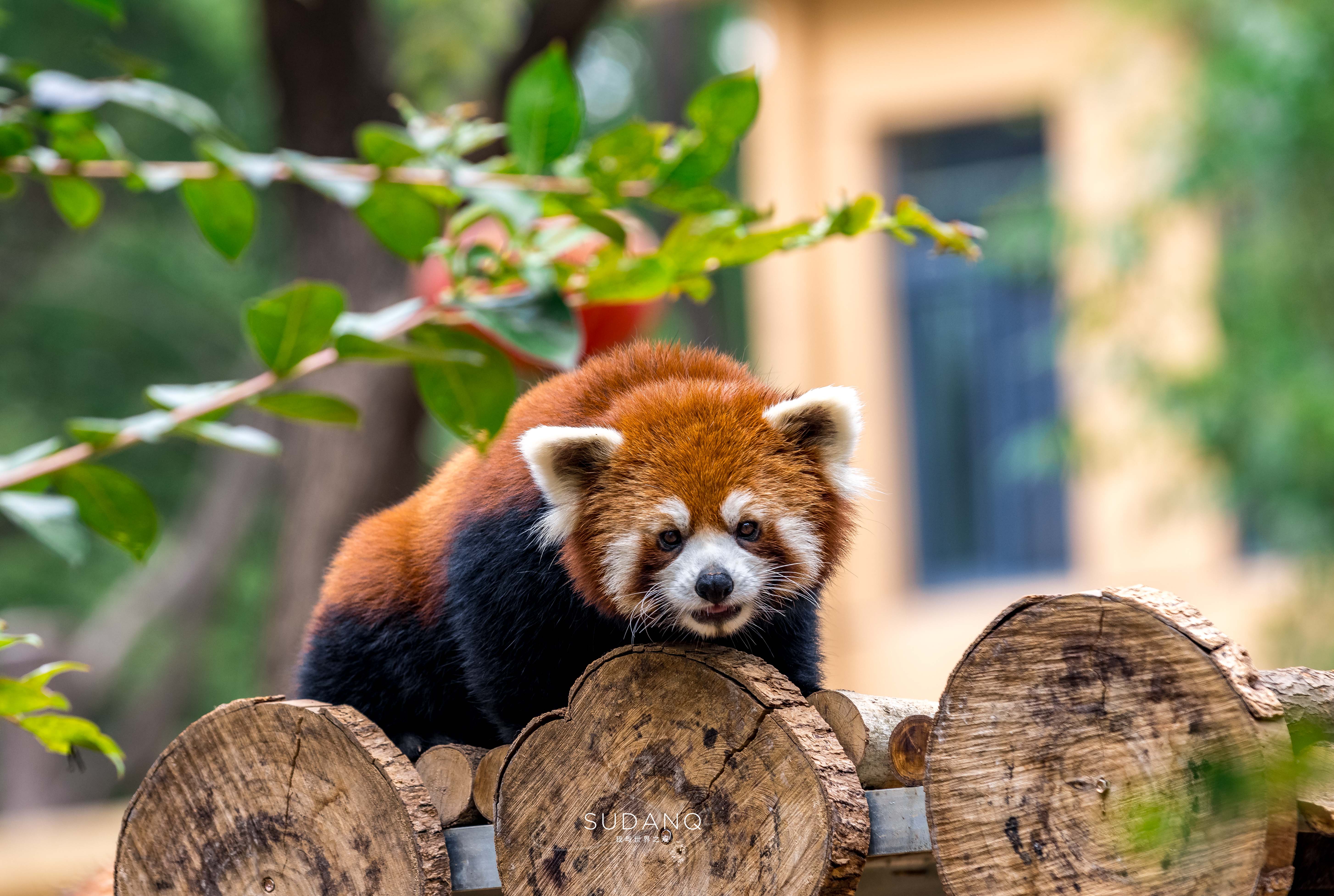 武汉哪个动物园比较适合小朋友玩,武汉值得带孩子去的动物园