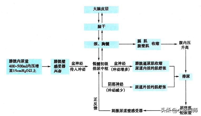 尿液是如何形成的知识点,尿液是如何形成的