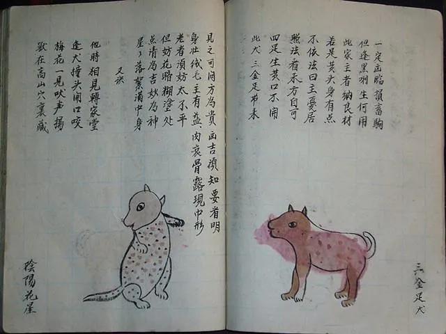 最全古老相狗经,相狗法如何一眼挑出一只好猎狗