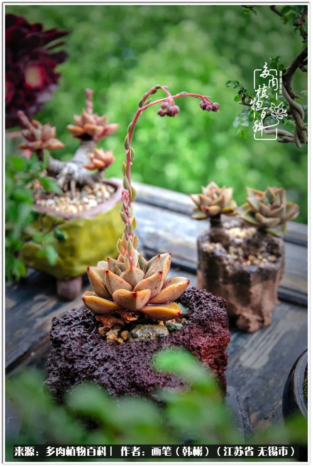 月满西楼别有一番滋味在心头,绿肥红瘦